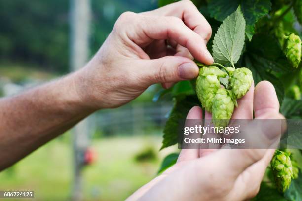 man standing outdoors, picking hop flowers from a hop vine. the hops harvest.  - beer hops stock pictures, royalty-free photos & images