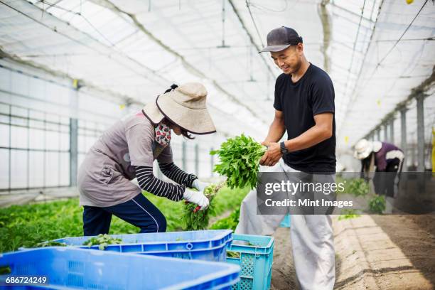 two people working in a greenhouse harvesting a commercial food crop, the mizuna vegetable plant. - landwirtschaftliche tätigkeit stock-fotos und bilder