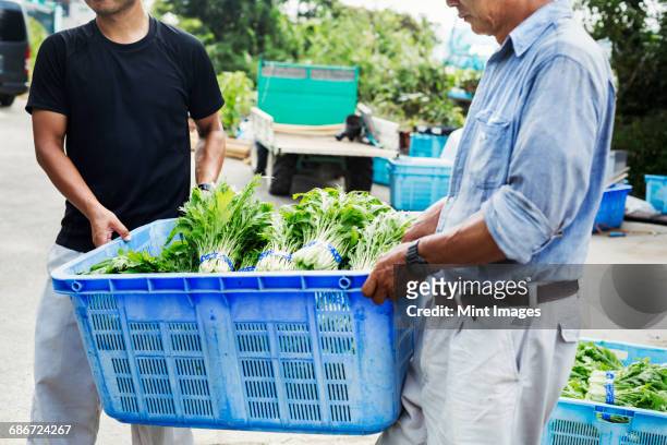 two men carrying a crate of harvested mizuna vegetables. - hyogo prefecture stock pictures, royalty-free photos & images