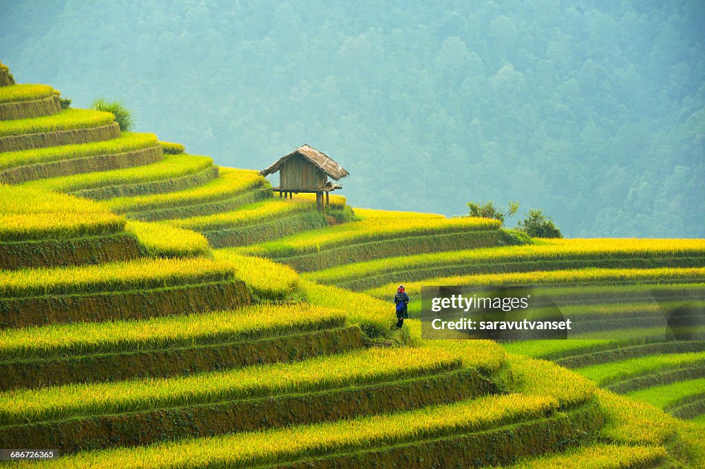 Woman standing in terraced rice field, Mu Cang Chai, YenBai, Vietnam