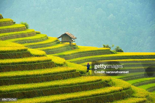 woman standing in terraced rice field, mu cang chai, yenbai, vietnam - mù cang chải stock pictures, royalty-free photos & images