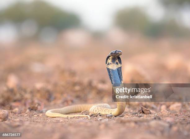black cobra snake, (naja haje), sidi ifni, morocco - sidi ifni stock pictures, royalty-free photos & images