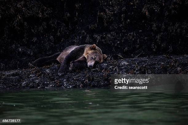 brown bear sleeping by a river, canada - bear lying down stock pictures, royalty-free photos & images