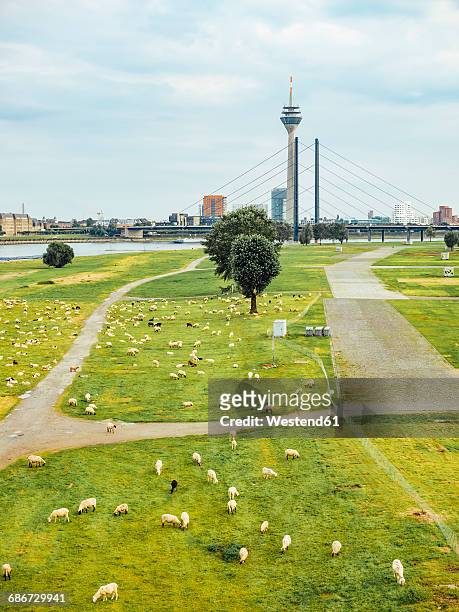 germany, duesseldorf, view to flock of sheep grazing on rheinwiesen and skyling in the background - stadttor stock pictures, royalty-free photos & images