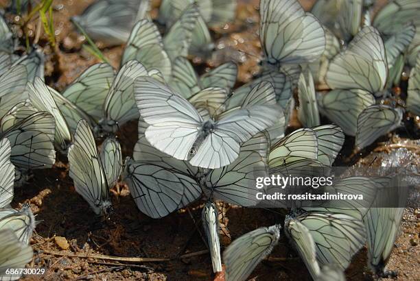 close-up of black-veined white butterflies (aporia crataegi), bulgaria - groot geaderd witje stockfoto's en -beelden