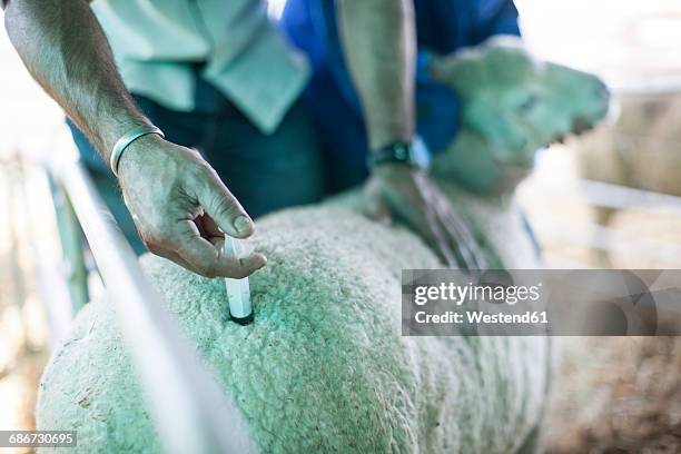 Ade Injection Sheep Veterinarian Injecting Sheep Photos and Premium High Res Pictures ...
