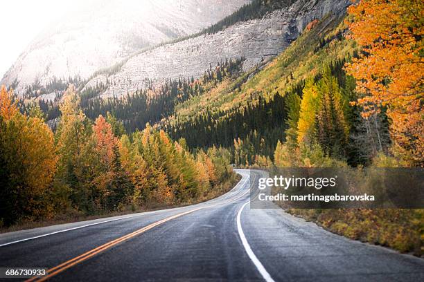 treelined road through canadian rockies, alberta, canada - canada rockies fotografías e imágenes de stock