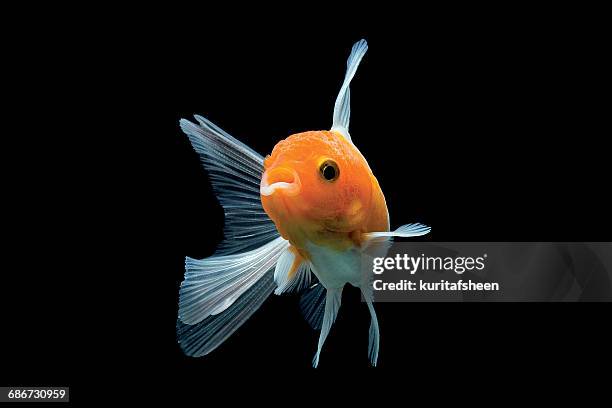 portrait of a goldfish (carrasius auratus) - carassius auratus auratus stock pictures, royalty-free photos & images