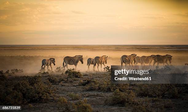 namibia, etosha national park, herd of zebras in morning light - parc national d'etosha photos et images de collection