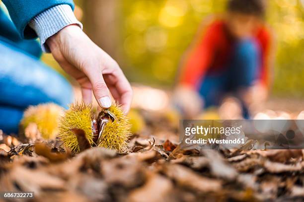 woman's hand taking sweet chestnut from forest soil, close-up - marrone foto e immagini stock