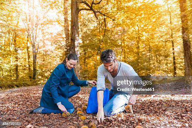 couple collecting sweet chestnuts in the autumnal forest - castagno foto e immagini stock