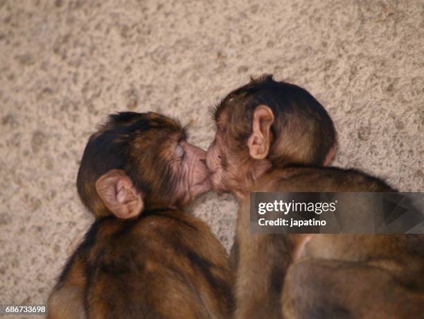 monkey from gibraltar. macaca sylvanus - kyssa bildbanksfoton och bilder