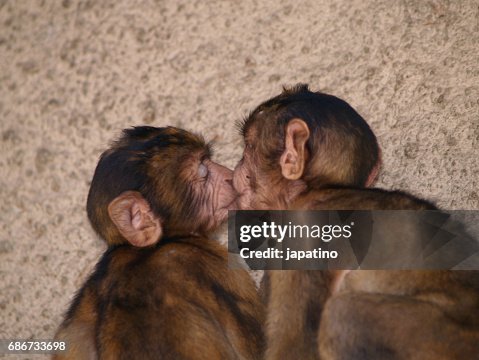 Monkey from gibraltar. Macaca sylvanus Monkey from gibraltar. Macaca sylvanus