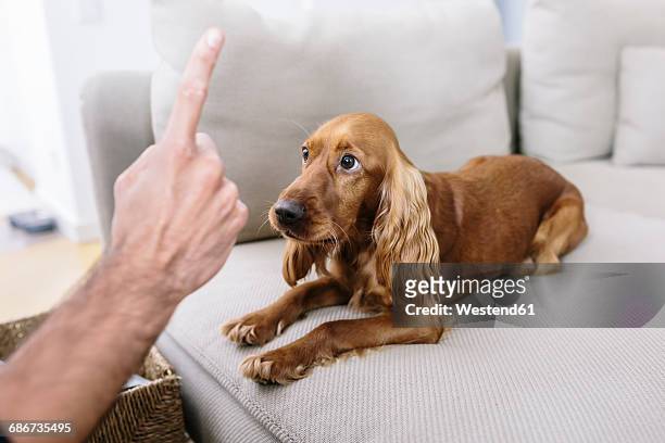 man teaching dog at home - canine stock pictures, royalty-free photos & images