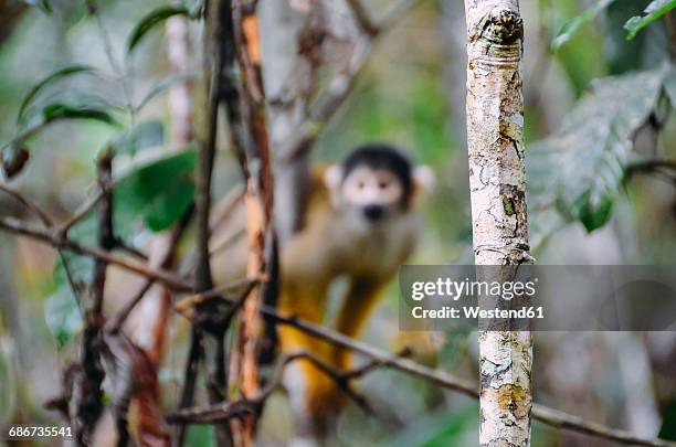 peru, tambopata, capuchin money in tree - tambopata national reserve stock pictures, royalty-free photos & images