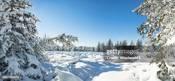 germany, thuringia, snow-covered winter forest at morning sunlight - coberto de neve imagens e fotografias de stock