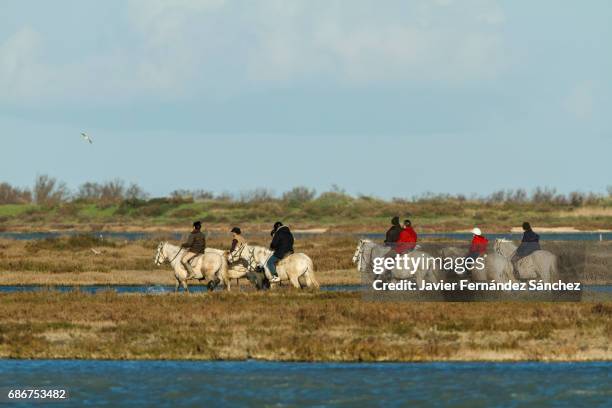 a group of tourists doing a horseback ride between the marshes of the camargue regional nature park, france. horseback riding. - camargue stock-fotos und bilder