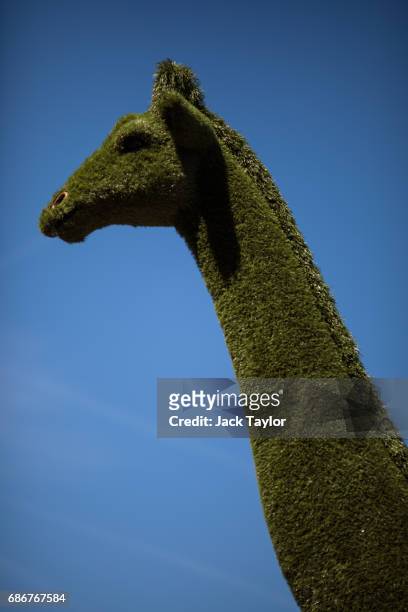 Giraffe made from astro turf on display at the Chelsea Flower Show on May 22, 2017 in London, England. The prestigious Chelsea Flower Show, held...