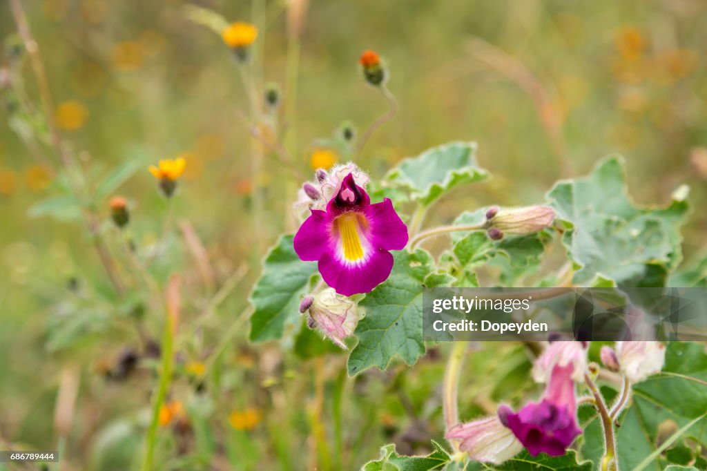 Flores Silvestres De Color Rosa Y Amarillo Borrosas Flores Y Hierbas En El Campo Mexicano Foto de stock - Getty Images Flores Silvestres De Color Rosa Y Amarillo Borrosas Flores Y Hierbas En El Campo Mexicano Foto de stock - Getty Images