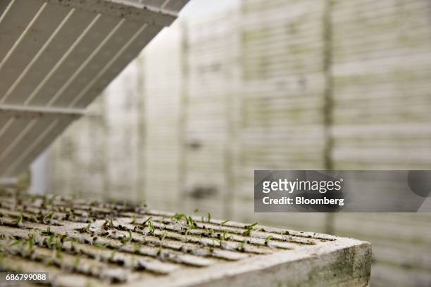 Spinach plants grow in a germination room at the BrightFarms Inc. Chicagoland greenhouse in Rochelle, Illinois, U.S., on Friday, May 12, 2017. The...