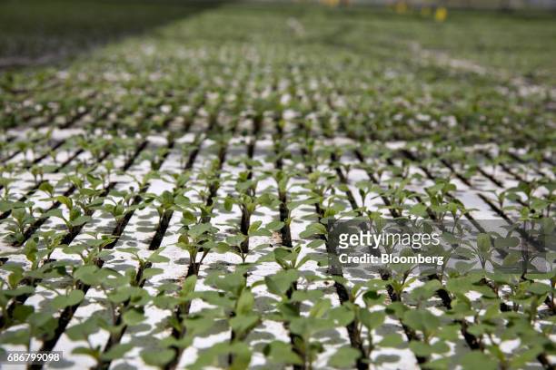 Produce seedlings grow in floating trays on a hydroponic pool at the BrightFarms Inc. Chicagoland greenhouse in Rochelle, Illinois, U.S., on Friday,...