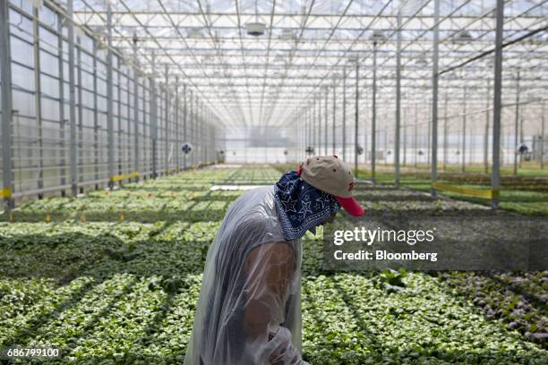 An employee passes in front of produce growing in hydroponic pools at the BrightFarms Inc. Chicagoland greenhouse in Rochelle, Illinois, U.S., on...