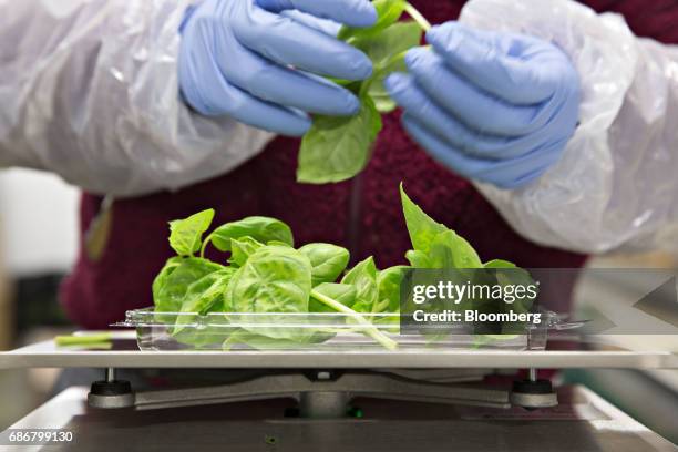 An employee packages lemon basil at the BrightFarms Inc. Chicagoland greenhouse in Rochelle, Illinois, U.S., on Friday, May 12, 2017. The BrightFarms...