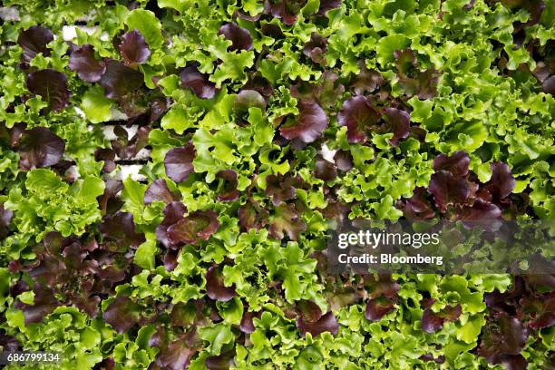 Lettuce blend grows in a hydroponic pool at the BrightFarms Inc. Chicagoland greenhouse in Rochelle, Illinois, U.S., on Friday, May 12, 2017. The...