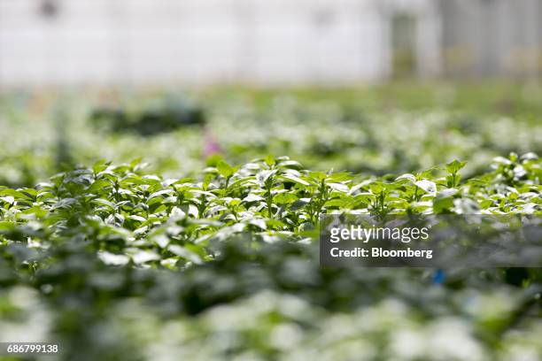 Produce grows in a hydroponic pool at the BrightFarms Inc. Chicagoland greenhouse in Rochelle, Illinois, U.S., on Friday, May 12, 2017. The...