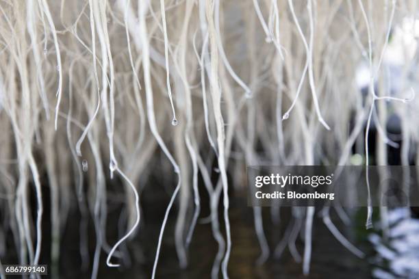 Water drips from the roots of Pac Choi plants growing in a hydroponic pool at the BrightFarms Inc. Chicagoland greenhouse in Rochelle, Illinois,...