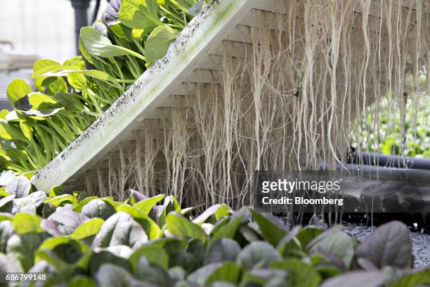 Water drips from the roots of Pac Choi plants growing in a hydroponic pool at the BrightFarms Inc. Chicagoland greenhouse in Rochelle, Illinois,...