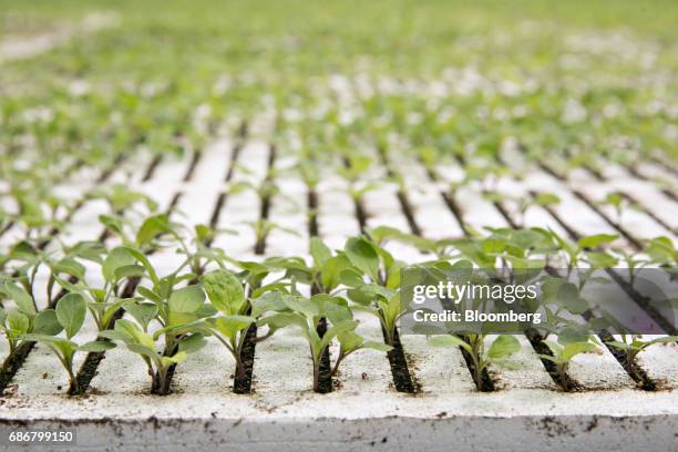 Arugula plants grow in a floating tray on a hydroponic pool at the BrightFarms Inc. Chicagoland greenhouse in Rochelle, Illinois, U.S., on Friday,...