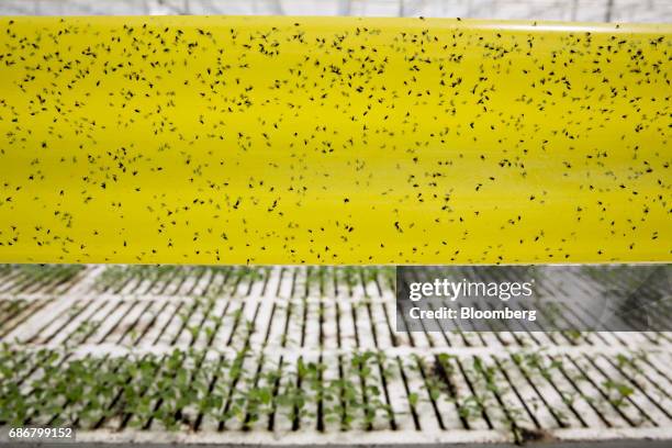 Insects stick to an adhesive sheet as produce grows in a hydroponic pool at at the BrightFarms Inc. Chicagoland greenhouse in Rochelle, Illinois,...