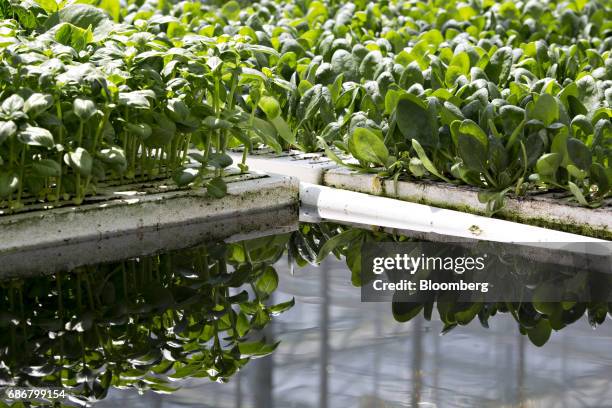 Produce grows in floating trays on a hydroponic pool at the BrightFarms Inc. Chicagoland greenhouse in Rochelle, Illinois, U.S., on Friday, May 12,...