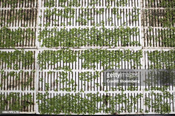 Produce seedlings grow in floating trays in a hydroponic pool on a hydroponic pool at the BrightFarms Inc. Chicagoland greenhouse in Rochelle,...