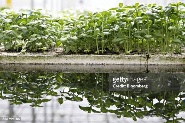Basil stands in floating trays on a hydroponic pool at the BrightFarms Inc. Chicagoland greenhouse in Rochelle, Illinois, U.S., on Friday, May 12,...