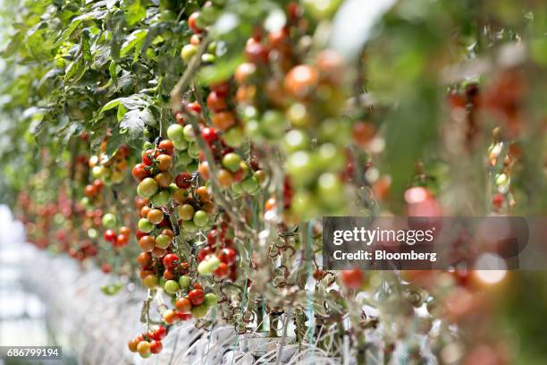 Miniature tomatoes hang from vines at the BrightFarms Inc. Chicagoland greenhouse in Rochelle, Illinois, U.S., on Friday, May 12, 2017. The...