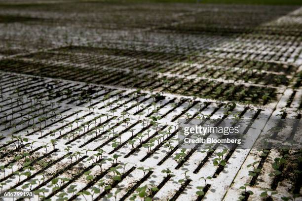 Pac Choi seedlings grow in floating trays on a hydroponic pool at the BrightFarms Inc. Chicagoland greenhouse in Rochelle, Illinois, U.S., on Friday,...