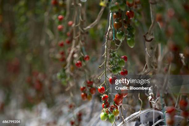 Tomatoes grow at the BrightFarms Inc. Chicagoland greenhouse in Rochelle, Illinois, U.S., on Friday, May 12, 2017. Photographer: Daniel...