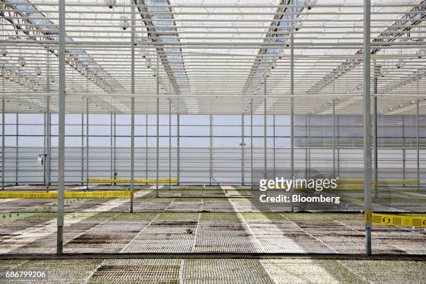 Produce grows in floating trays in a hydroponic pool at the BrightFarms Inc. Chicagoland greenhouse in Rochelle, Illinois, U.S., on Friday, May 12,...