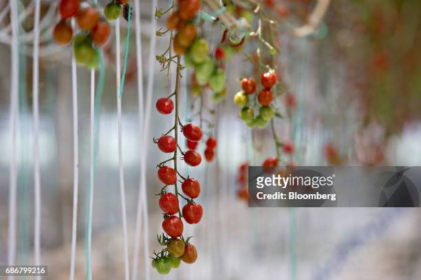 Miniature tomatoes hang from a vine at the BrightFarms Inc. Chicagoland greenhouse in Rochelle, Illinois, U.S., on Friday, May 12, 2017. The...