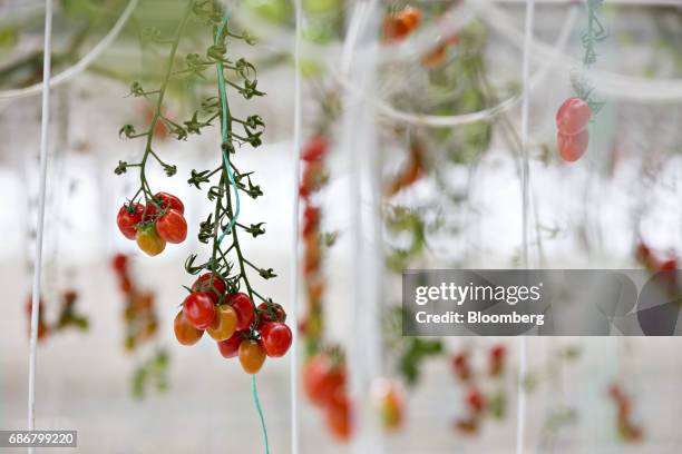 Miniature tomatoes hang from a vine at the BrightFarms Inc. Chicagoland greenhouse in Rochelle, Illinois, U.S., on Friday, May 12, 2017. The...