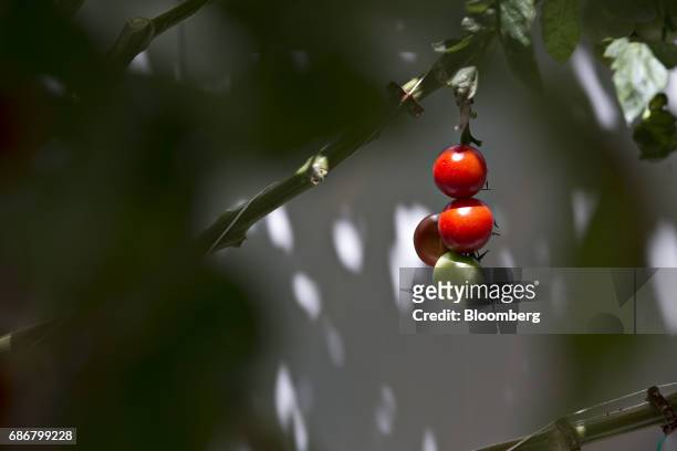 Miniature tomatoes hang from a vine at the BrightFarms Inc. Chicagoland greenhouse in Rochelle, Illinois, U.S., on Friday, May 12, 2017. The...