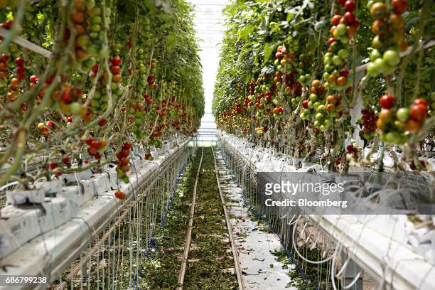 Miniature tomatoes hang from vines at the BrightFarms Inc. Chicagoland greenhouse in Rochelle, Illinois, U.S., on Friday, May 12, 2017. The...