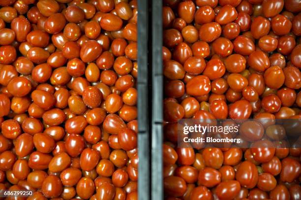 Miniature tomatoes sit in a bin at the BrightFarms Inc. Chicagoland greenhouse in Rochelle, Illinois, U.S., on Friday, May 12, 2017. The BrightFarms...