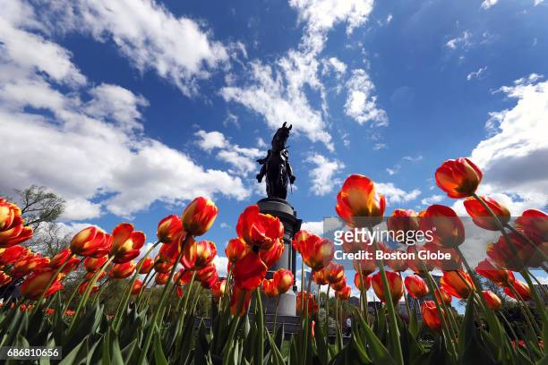 Tulips at the Boston Public Garden are pictured under blue skies on May 3, 2017.