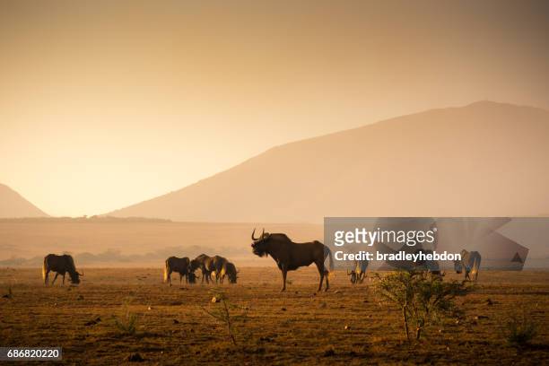 herde von gnus beweidung in der afrikanischen savanne - republik südafrika stock-fotos und bilder
