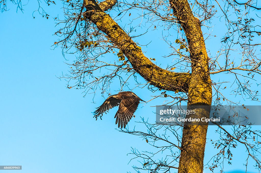 Eagle in Central Park