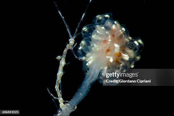skeleton shrimps caprellidae - skeleton shrimp stock pictures, royalty-free photos & images