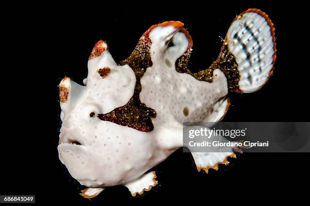 Phrog Fish 1,702 Frogfish Stock Photos, High-Res Pictures, and Images - Getty Images
